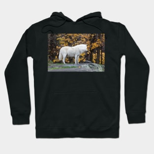 Arctic Wolf - Parc Omega, Quebec Hoodie